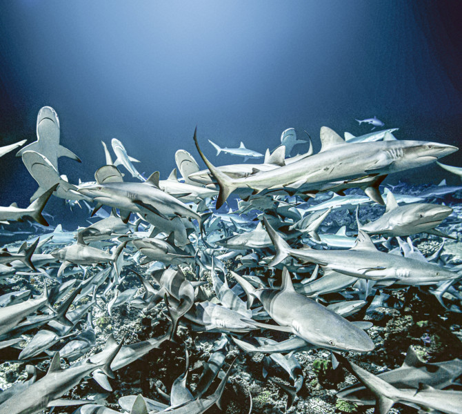 700_SHARKS_sharks_print©Laurent BallestaA