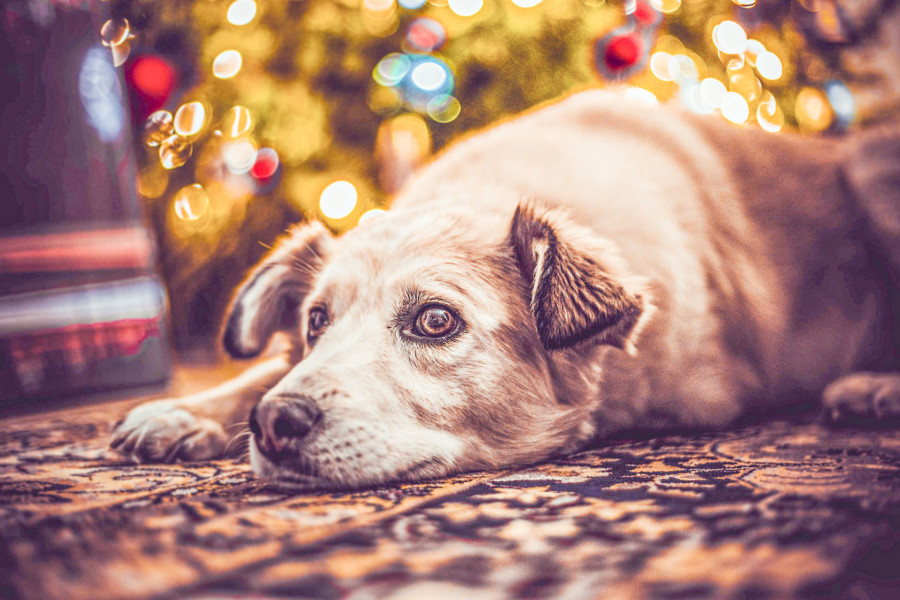 dog-3894173_1920A