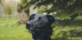 Traumhündin mit Übungsbedarf