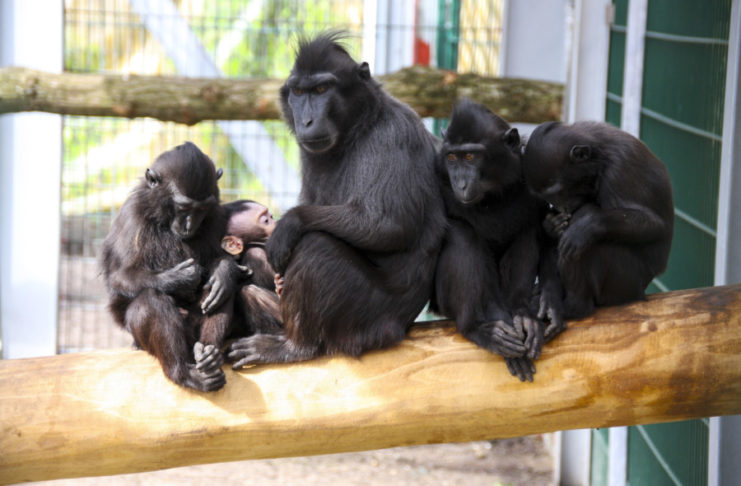 „Tierisch was zu feiern“