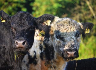 Mit Genuss die Natur retten