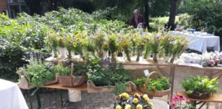 Heilkraft der Kräuter spüren