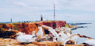 Von Vögeln, Yin und Yang