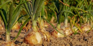 Solidarische Landwirtschaft auf Hof Wittschap