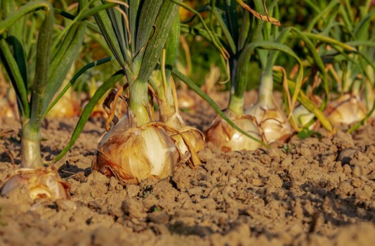 Solidarische Landwirtschaft auf Hof Wittschap
