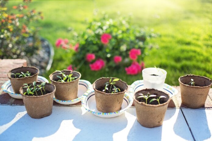 seedlings-2708679