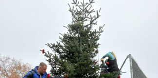 Tannenbaum des Flintbeker Freibads steht