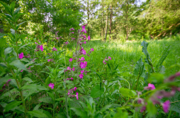 Friedliche Spaziergänge