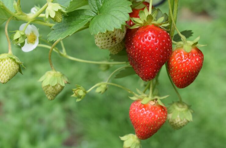 Leckere Erdbeeren vom Feld