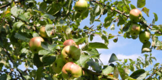 Herbstliche Pracht auf den Kieler Friedhöfen