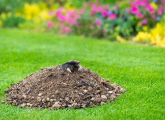 Von Maulwurf bis Blütenpracht