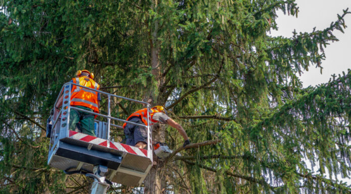 Standortfremde Fichten müssen weichen