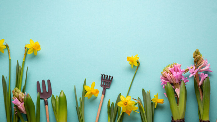 Frühlingsblumen auf türkisem Hintergrund