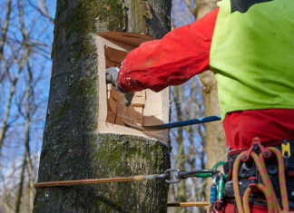 An einem Baumstamm wird eine Höhle gesägt, die ein Nistpltz werden soll.