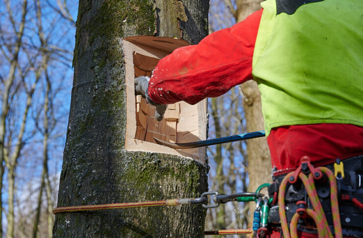Der Wald von morgen An einem Baumstamm wird eine Höhle gesägt, die ein Nistpltz werden soll.