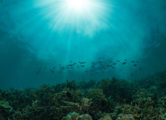 Kinonachmittag mit den Meereshelden Kinonachmittag mit den Meereshelden