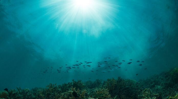 Unterwasserbild Ozean