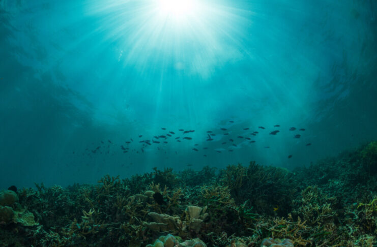 Spannendes Wissen zu unseren Ozeanen Unterwasserbild Ozean