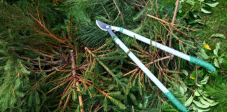 Gartenschere auf Grünschnitt