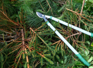 Gartenschere auf Grünschnitt