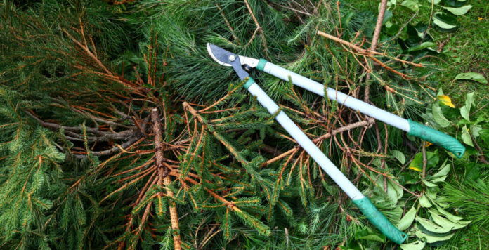 Gartenschere Gartenschere auf Grünschnitt