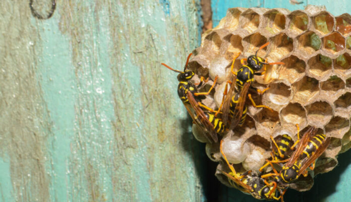 Wespennest Wespennest