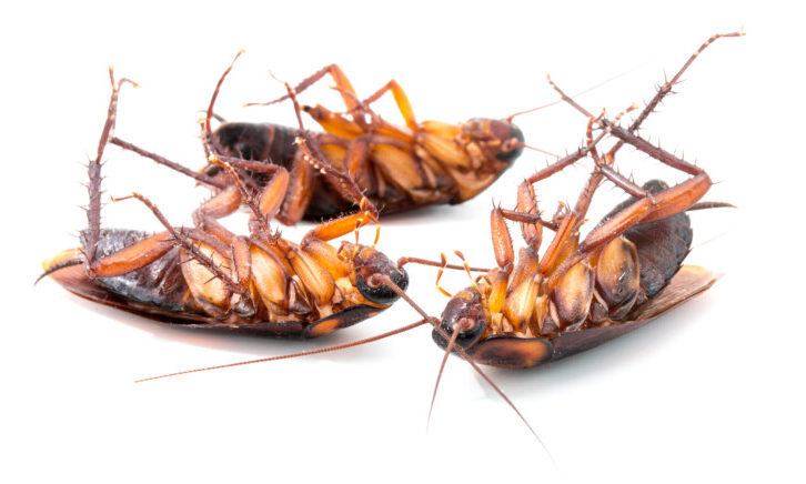 tote Kakerlaken auf dem Rücken liegend