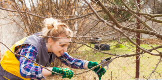 Ast- und Strauchschnitt Abholung