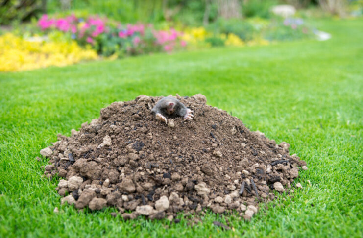 Was macht der Maulwurf auf dem Friedhof?