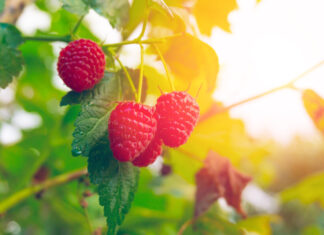 Selbst pflücken im Kieler Umland: Erdbeeren, Himbeeren & Co. Himbeerstrauch