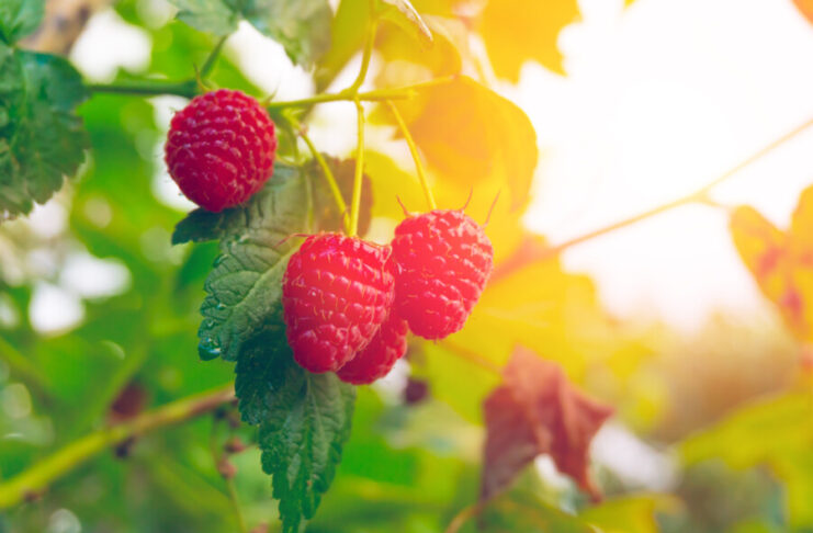 Selbst pflücken im Kieler Umland: Erdbeeren, Himbeeren & Co. Himbeerstrauch