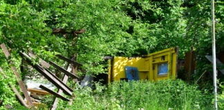Überwucherte Parzelle im ehemaligen Kleingartengebiet Baumwegkoppel