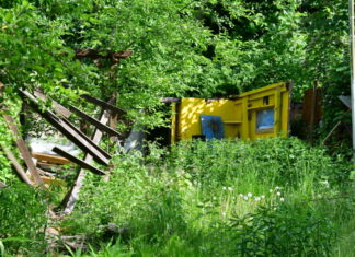 Überwucherte Parzelle im ehemaligen Kleingartengebiet Baumwegkoppel