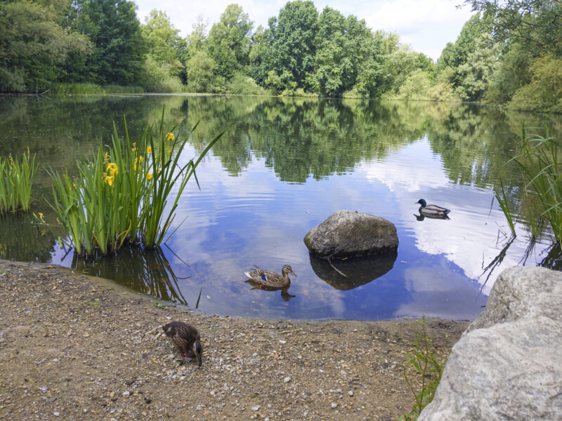 Deponie-Wanderung Kieler Süden: Der Mühlenteich in Demühlen bildet den Rest der vormaligen Moorwiese, auf deren östlicher Hälfte heute der riesige Müllberg thront.