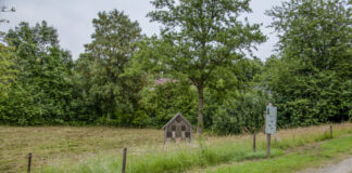 Klimaanpassung Flintbek: Kleiner Raum, große Wirkung: Selbst minimale Blühstreifen bieten Insekten einen wertvollen Lebensraum.