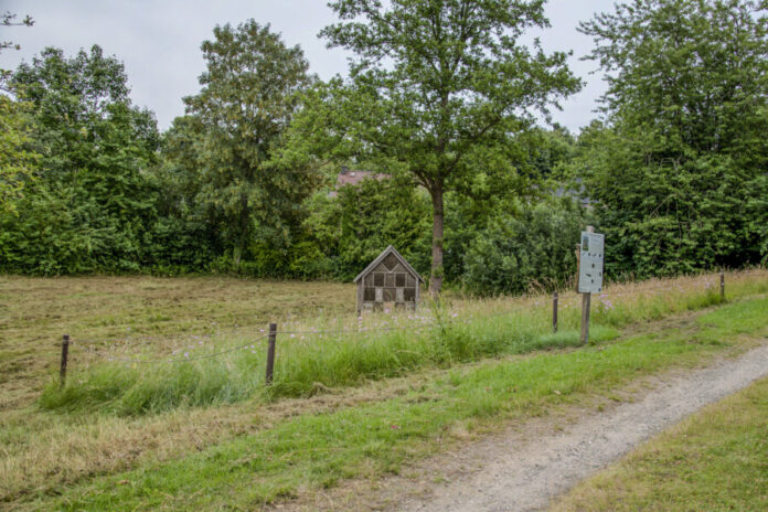 Klimaanpassung Flintbek: Kleiner Raum, große Wirkung: Selbst minimale Blühstreifen bieten Insekten einen wertvollen Lebensraum.