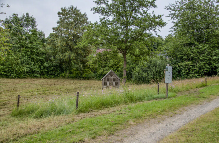 Klimaspaziergang in Flintbek: Tipps für mehr Klimaanpassung Klimaanpassung Flintbek: Kleiner Raum, große Wirkung: Selbst minimale Blühstreifen bieten Insekten einen wertvollen Lebensraum.