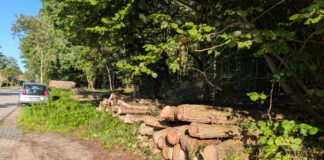 Wald in Hammer: Anwohner fordern mehr Transparenz bei der Wiederaufforstung Wald in Hammer