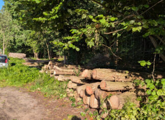 Wald in Hammer