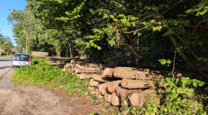 Wald in Hammer