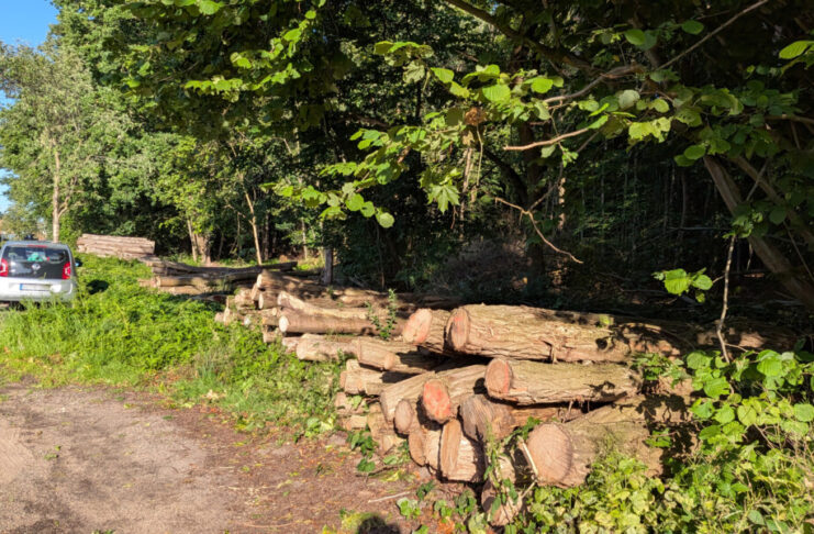 Wald in Hammer