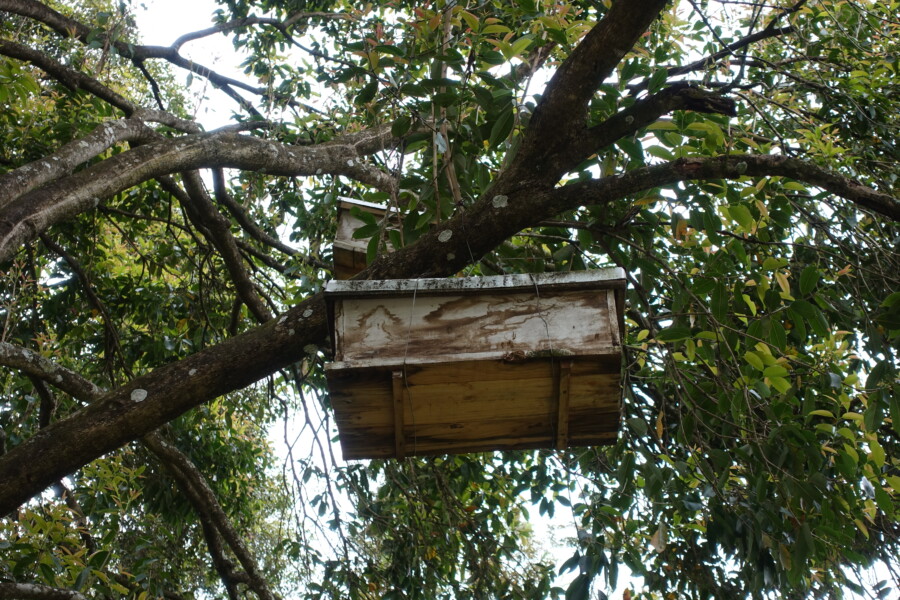 Bienenvolk im Baum in Tansania REWE-Center-Honig