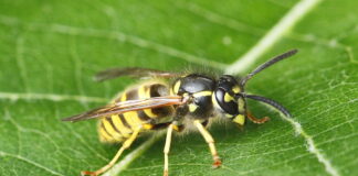 Wespen und Hornissen Kronshagen Vespula germanica: die Deutsche Wespe auf einem Blatt