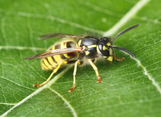 Bienen, Wespen und Hornissen: Was ist erlaubt und was muss ich tun? Wespen und Hornissen Kronshagen Vespula germanica: die Deutsche Wespe auf einem Blatt
