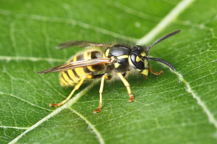 Vespula germanica_Foto_Sabine Flechtmann Wespen und Hornissen Kronshagen Vespula germanica: die Deutsche Wespe auf einem Blatt