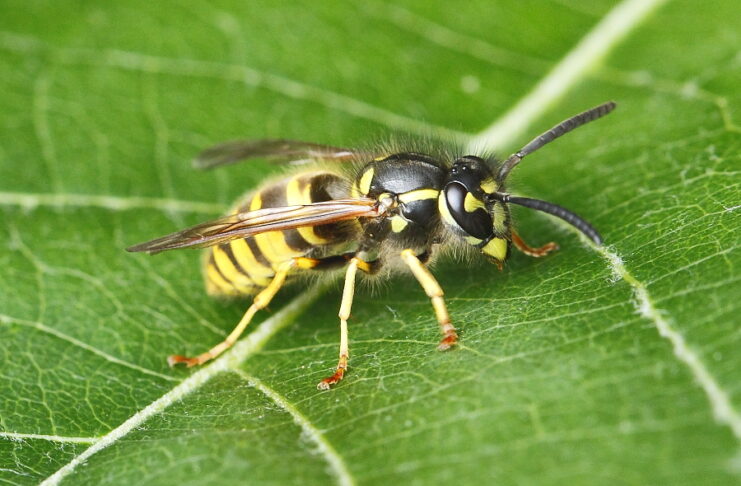 Bienen, Wespen und Hornissen: Was ist erlaubt und was muss ich tun? Wespen und Hornissen Kronshagen Vespula germanica: die Deutsche Wespe auf einem Blatt