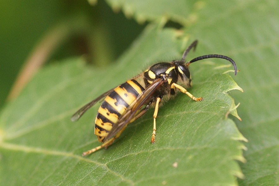 Vespula vulgaris: die Gemeine Wespe auf einem Blatt Wespen und Hornissen Kronshagen